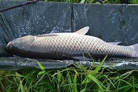 Pescuit Balta Lazar 6-8 iunie 2014